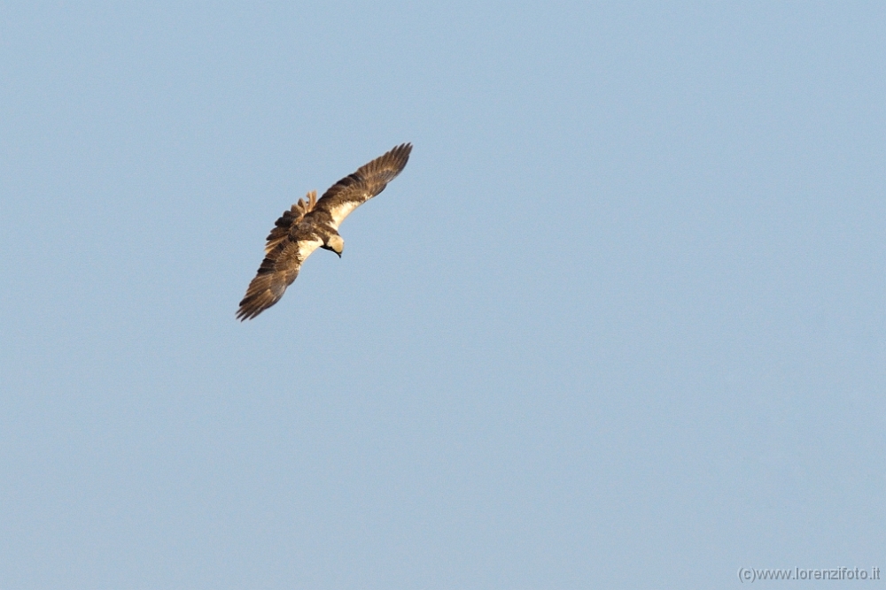 1737 Circus aeruginosus (Falco di palude).jpg
